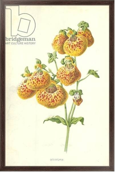 Постер Calceolaria с типом исполнения На холсте в раме в багетной раме 221-02