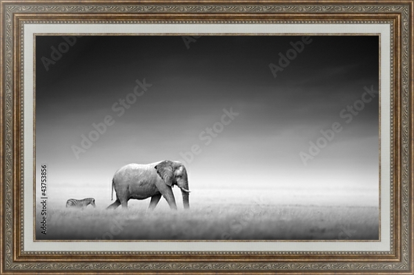 Постер Слон и зебра в ч/б с типом исполнения На холсте в раме в багетной раме 595.M52.330