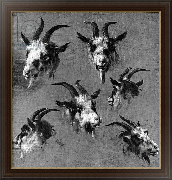 Постер Six studies of goat heads с типом исполнения На холсте в раме в багетной раме 1.023.151