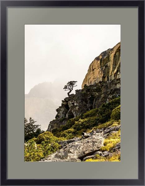 Постер Сосна на крутом обрыве, национальный парк Торрес-дель-Пейн, Чили с типом исполнения Под стеклом в багетной раме 221-01