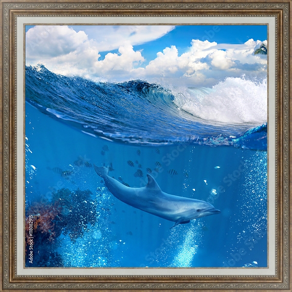 Постер Дельфин у рифа с типом исполнения На холсте в раме в багетной раме 595.M52.330