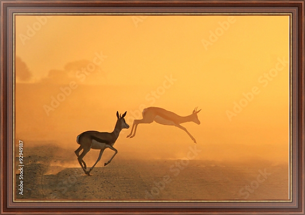 Постер Скачущие антилопы на закате в прерии с типом исполнения На холсте в раме в багетной раме 35-M719P-83