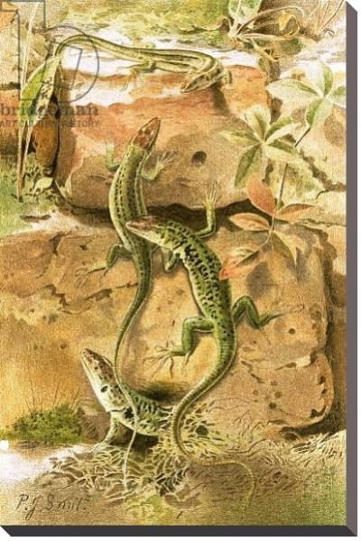 Постер Wall lizards с типом исполнения На холсте без рамы
