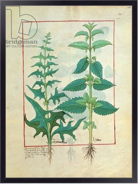 Постер Ms Fr. Fv VI #1 fol.156r Urticaceae Illustration from the 'Book of Simple Medicines' с типом исполнения На холсте в раме в багетной раме 221-01
