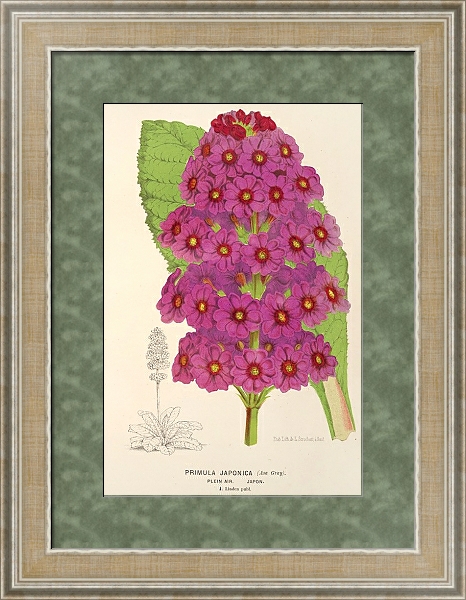Постер Primula Japonica с типом исполнения Акварель в раме в багетной раме 485.M40.584