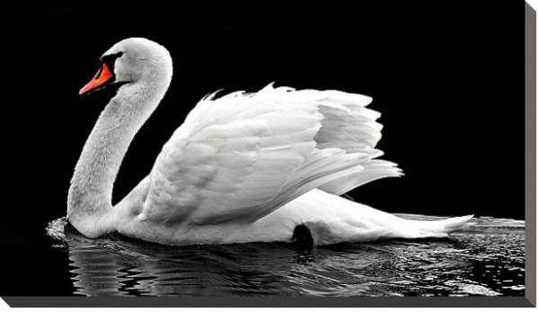 Постер Белый лебедь на черной воде с типом исполнения На холсте без рамы