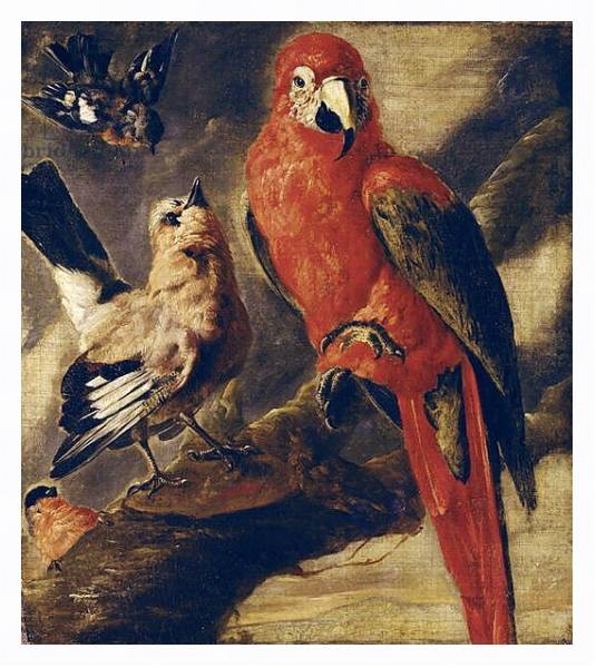 Постер Macaw and Bullfinch с типом исполнения На холсте в раме в багетной раме 221-03