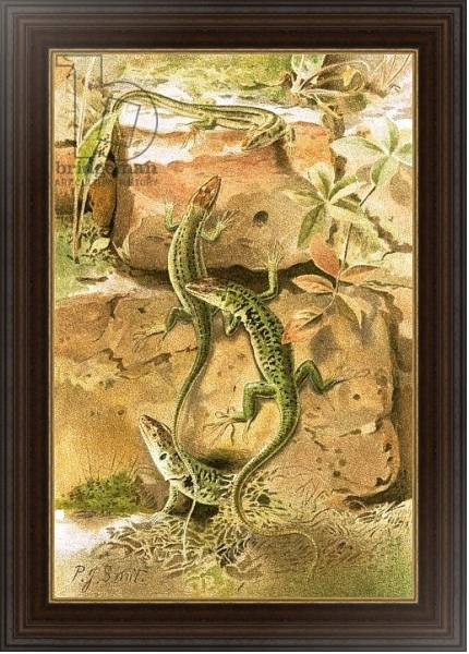Постер Wall lizards с типом исполнения На холсте в раме в багетной раме 1.023.151
