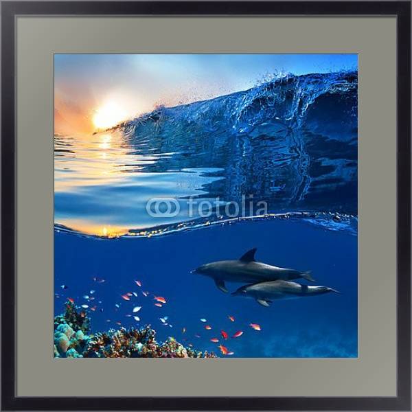 Постер Два дельфина у кораллового рифа с типом исполнения Под стеклом в багетной раме 221-01
