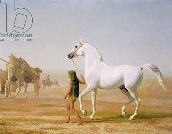 Постер The Wellesley Grey Arabian led through the Desert, c.1810 с типом исполнения На холсте без рамы