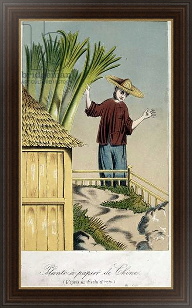 Постер Plante a Papier de Chine с типом исполнения На холсте в раме в багетной раме 1.023.151