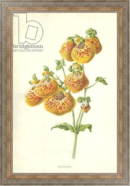 Постер Calceolaria с типом исполнения На холсте в раме в багетной раме 484.M48.310
