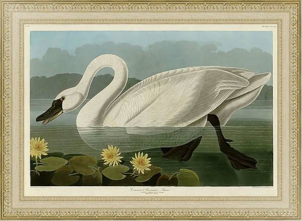 Постер Common American Swan с типом исполнения Акварель в раме в багетной раме 484.M48.725