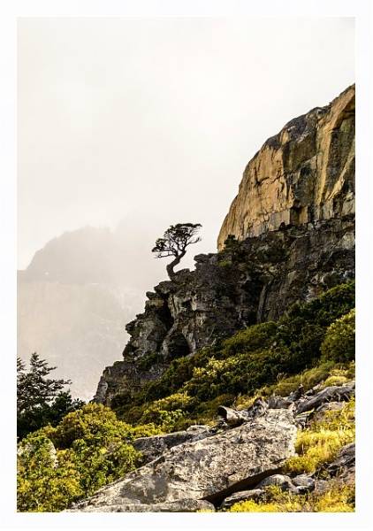 Постер Сосна на крутом обрыве, национальный парк Торрес-дель-Пейн, Чили с типом исполнения На холсте в раме в багетной раме 221-03