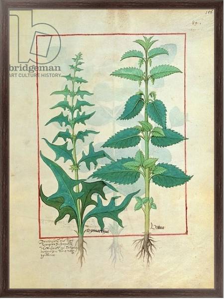 Постер Ms Fr. Fv VI #1 fol.156r Urticaceae Illustration from the 'Book of Simple Medicines' с типом исполнения На холсте в раме в багетной раме 221-02