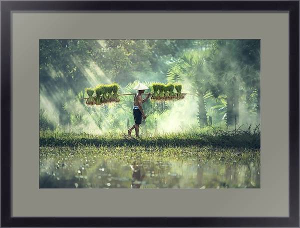 Постер Вьетнамский сборщик урожая с типом исполнения Под стеклом в багетной раме 221-01