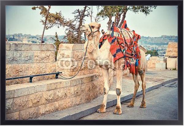 Постер Верблюд на дороге возле Старого города Иерусалима с типом исполнения На холсте в раме в багетной раме 221-01