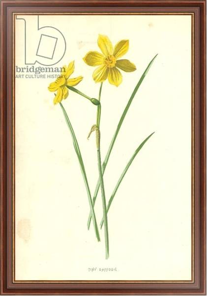 Постер Tiny Daffodil с типом исполнения На холсте в раме в багетной раме 35-M719P-83