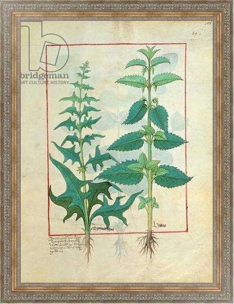 Постер Ms Fr. Fv VI #1 fol.156r Urticaceae Illustration from the 'Book of Simple Medicines' с типом исполнения На холсте в раме в багетной раме 484.M48.310