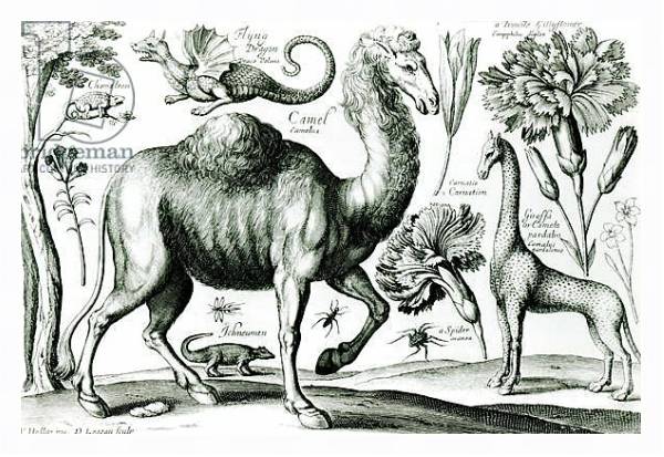 Постер Study of Animals and Flowers, engraved by D. Loggan с типом исполнения На холсте в раме в багетной раме 221-03