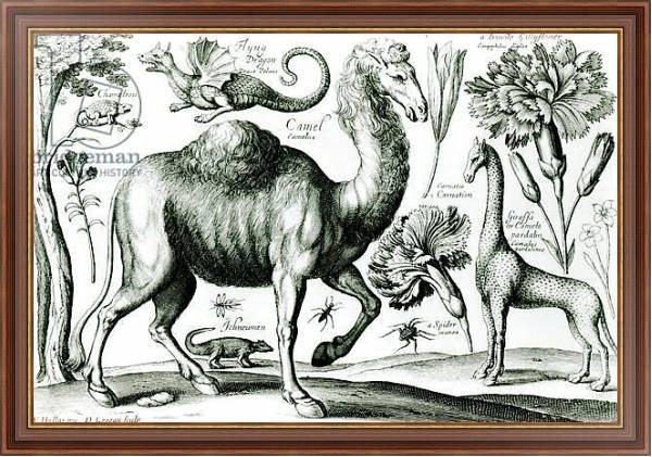 Постер Study of Animals and Flowers, engraved by D. Loggan с типом исполнения На холсте в раме в багетной раме 35-M719P-83