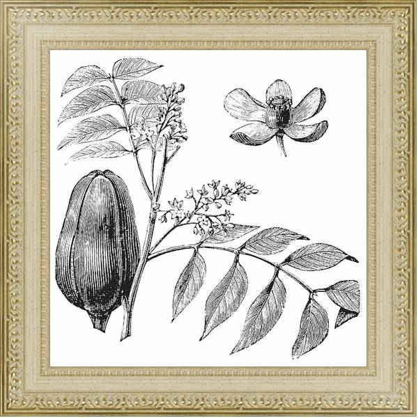 Постер Mohagany or Meliaceae. Melia azedarach illustration с типом исполнения Акварель в раме в багетной раме 484.M48.725