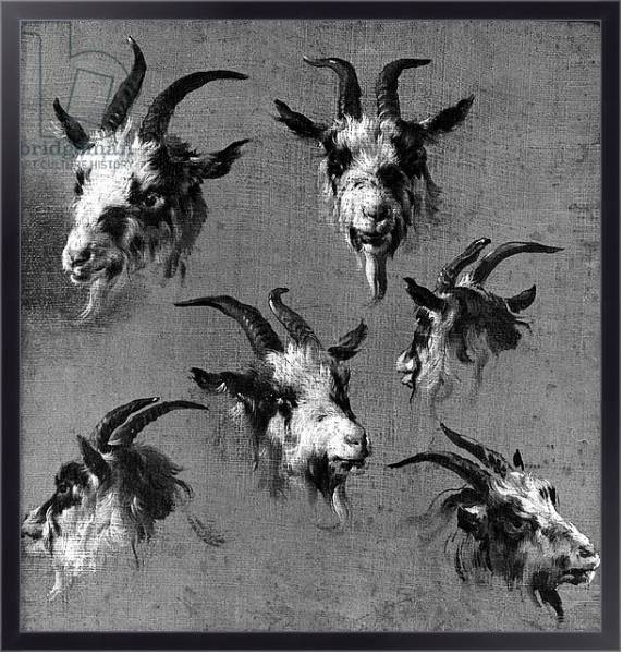 Постер Six studies of goat heads с типом исполнения На холсте в раме в багетной раме 221-01