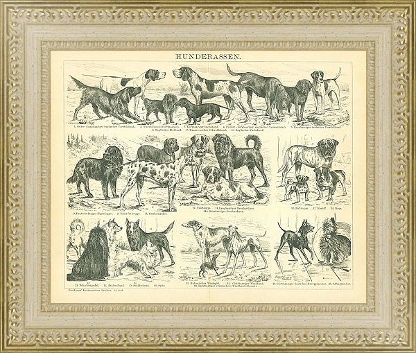 Постер Породы собак с типом исполнения Акварель в раме в багетной раме 484.M48.725