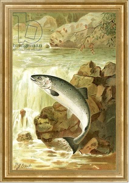 Постер A Salmon leap с типом исполнения На холсте в раме в багетной раме NA033.1.051