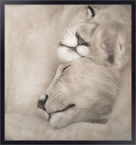 Постер Спящие львы с типом исполнения На холсте в раме в багетной раме 221-01