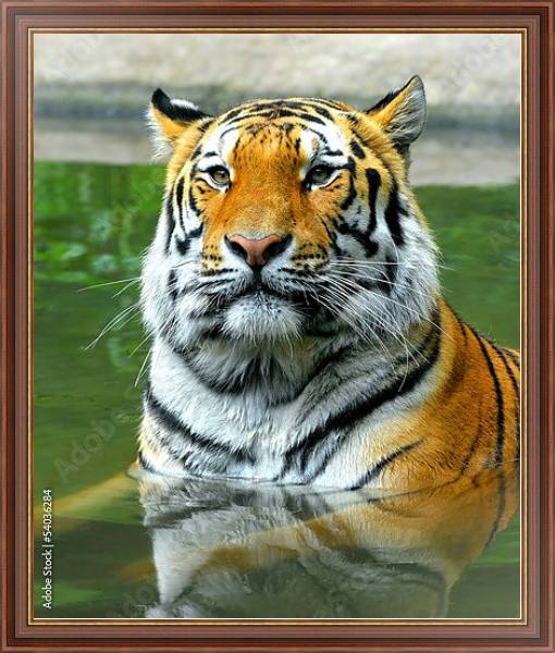 Постер Купание тигра с типом исполнения На холсте в раме в багетной раме 35-M719P-83