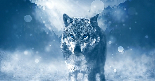 Постер Волк на фоне снежного леса с типом исполнения На холсте без рамы