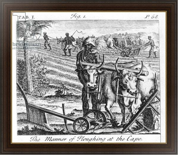 Постер The Manner of Ploughing at the Cape, an illustration 1731 с типом исполнения На холсте в раме в багетной раме 1.023.151