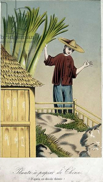 Постер Plante a Papier de Chine с типом исполнения На холсте без рамы