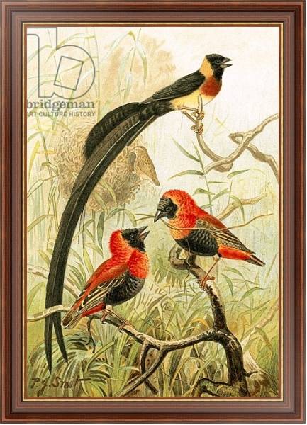 Постер Weaver Birds с типом исполнения На холсте в раме в багетной раме 35-M719P-83
