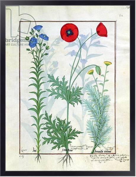 Постер Ms Fr. Fv VI #1 fol.130r Linum, Garden poppies and Abrotanum c.1470 с типом исполнения На холсте в раме в багетной раме 221-01