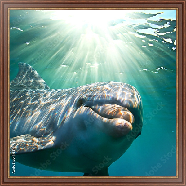 Постер Дельфин под водой с солнечными лучами с типом исполнения На холсте в раме в багетной раме 35-M719P-83