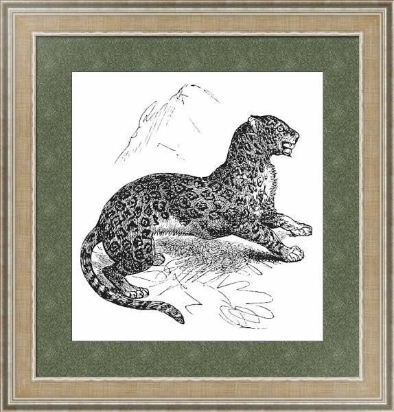 Постер Jaguar or Panthera onca vintage engraving с типом исполнения Акварель в раме в багетной раме 485.M40.584