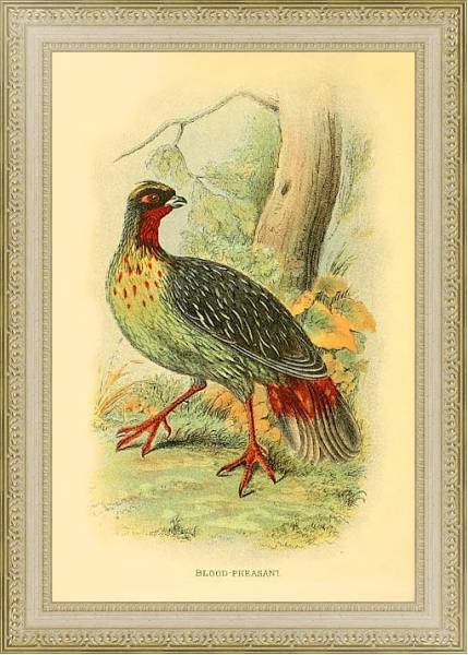Постер Blood-Pheasant с типом исполнения Акварель в раме в багетной раме 484.M48.725