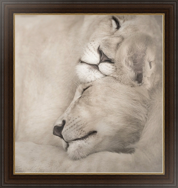 Постер Спящие львы с типом исполнения На холсте в раме в багетной раме 1.023.151
