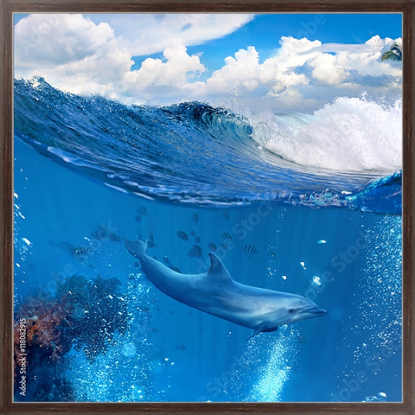 Постер Дельфин у рифа с типом исполнения На холсте в раме в багетной раме 221-02