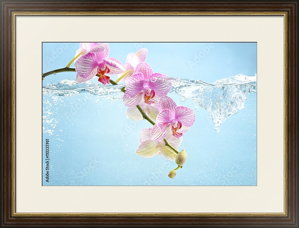 Постер Орхидея в воде с типом исполнения Под стеклом в багетной раме 1.023.036