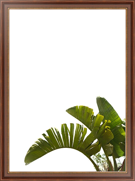Постер Три пальмовых листа с типом исполнения На холсте в раме в багетной раме 35-M719P-83