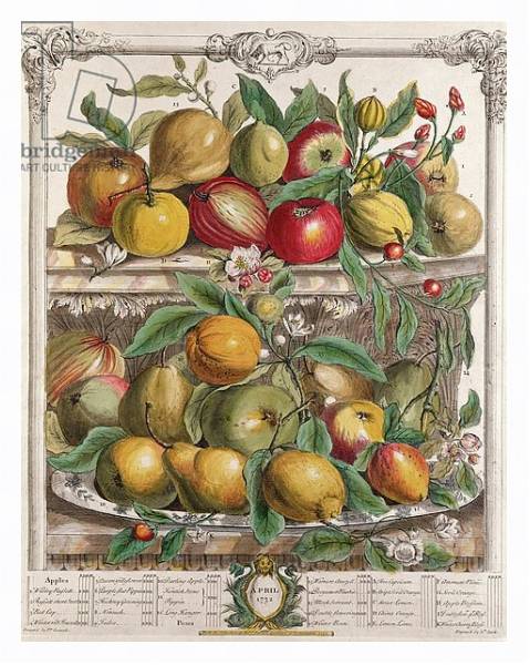 Постер April, from 'Twelve Months of Fruits', by Robert Furber engraved by J. Clark, 1732 с типом исполнения На холсте в раме в багетной раме 221-03