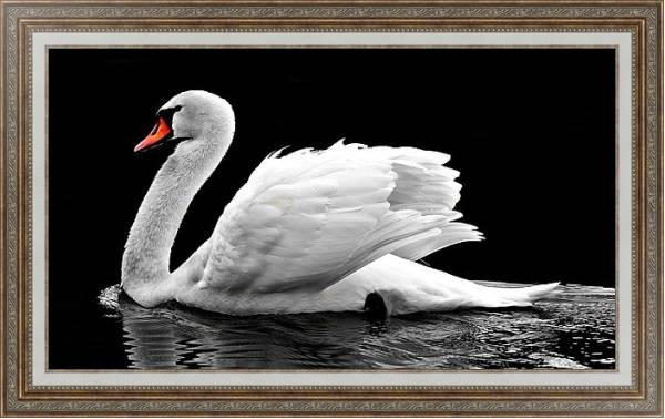 Постер Белый лебедь на черной воде с типом исполнения На холсте в раме в багетной раме 595.M52.330