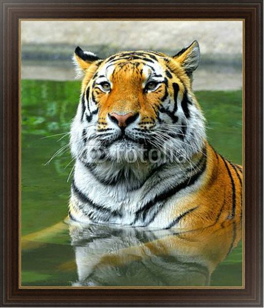 Постер Купание тигра с типом исполнения На холсте в раме в багетной раме 1.023.151