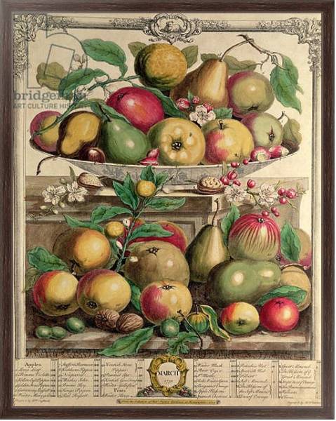 Постер March, from 'Twelve Months of Fruits', by Robert Furber engraved by Henry Fletcher, 1732 с типом исполнения На холсте в раме в багетной раме 221-02