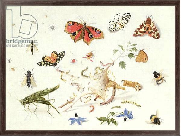 Постер Study of Insects and Flowers с типом исполнения На холсте в раме в багетной раме 221-02