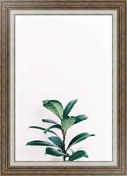 Постер Зеленое растение на белом с типом исполнения На холсте в раме в багетной раме 595.M52.330