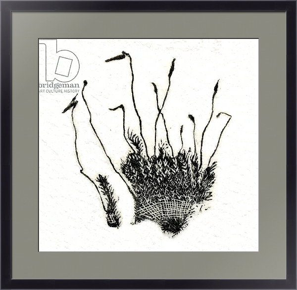 Постер Budding Moss, 2014 с типом исполнения Под стеклом в багетной раме 221-01